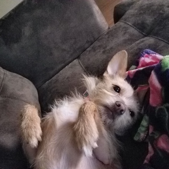 I'm a Posh Ambassador🎊🎉🎀😊😄 - Picture 5 of 8